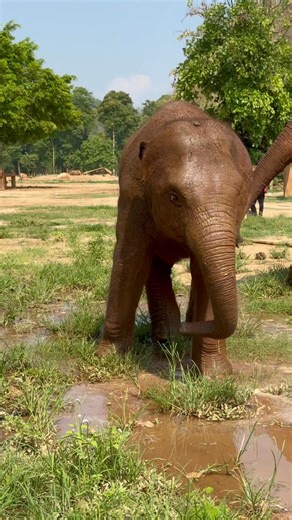 Double Trouble: Pyi Mai & Chaba 🐘🐘 On a hot day at the sanctuary, Lek Chailert helps the herd cool off with an afternoon shower. The little ones splash, play, and giggle their way through the water, creating the kind of joyful childhood every elephant deserves. ♥️ At Elephant Nature Park, elephants are free to grow up surrounded by love, safety, and family. 🌿✨ | Trunks Up