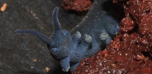 World’s oldest muscle-fibre fossil reveals the origin of legs