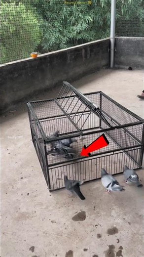 Smart Pigeon Trap Idea 😱 | Amazing Village Technique That Actually Works #shots #facts