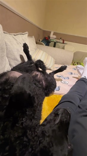 Banjo the cool (@banjothecool)’s videos with original sound - Life with Liam