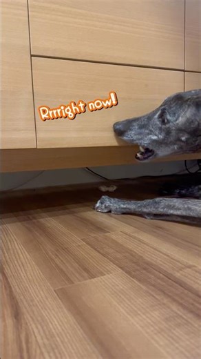 Siru’s Treat Rescue Mission!💃 #greyhound #shorts