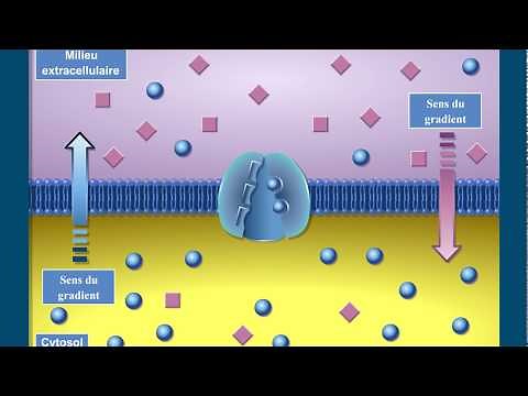 Que sont les transports membranaires?