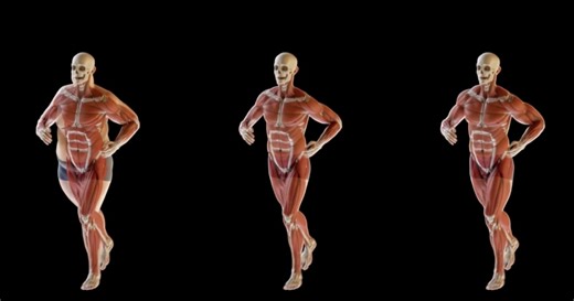 Learn How to Simulate Muscles in Houdini 21 with Free Masterclass