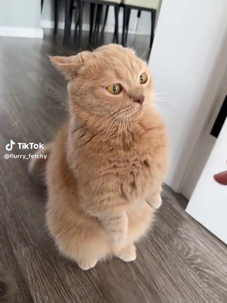 Fluffy Ginger Cat with Grumpy Face Stands Up