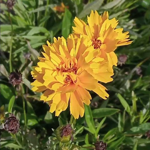 coreopsis grandiflora sunrise # beautiful flowers #nature #garden