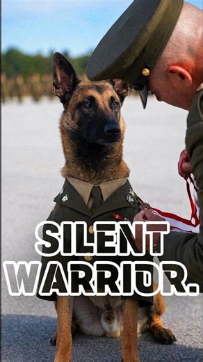 Military K9 gets medal 🪖🎖️ #malinois #usa #k9
