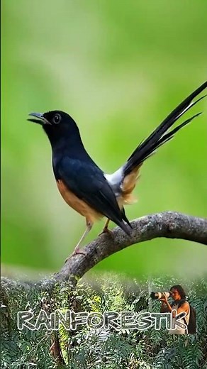 MURAI BORNEO | Tropical Rainforest Birds Singing in Pure Harmony – Indonesia Wildlife #stressrelief