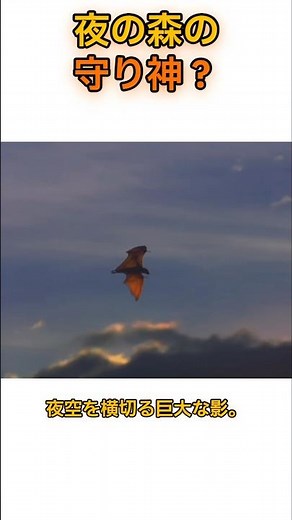 翼長1.7m！巨大コウモリ「フライングフォックス」の秘密に迫る #雑学