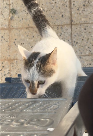 Divertida colección de gatos adorables