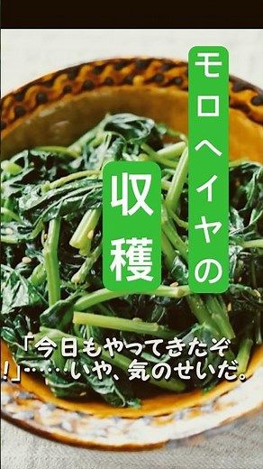 モロヘイヤの収穫