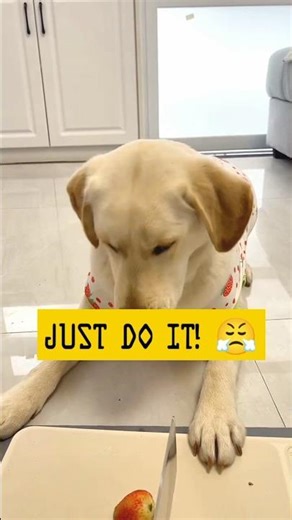HE IS SO DONE! 😂🐶 #shorts #viral #dog #cuteanimals