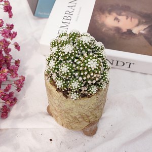 Mammillaria Vetula Arizona Snowcap | Beginner-friendly Live Plant, Perfect Gift for Plant Lovers - Etsy UK