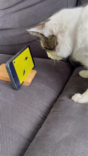 You Won’t Believe How This Cat Reacts to Phone Mice! NOT FAKE ! 😼