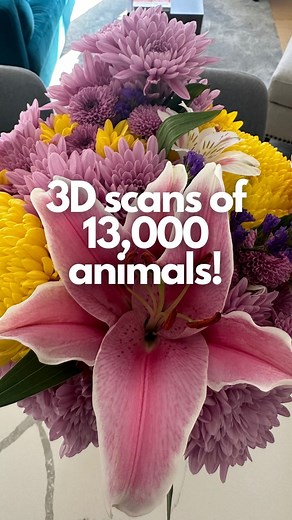 Jacob Simon on Instagram: "🤝I wish my friends knew that scientists 3D scanned 13,000 animals with high-energy X-rays and made the results available for free, and they’re incredible. The openVertabrate system is being used by scientists, educators, students, artists, and anyone who’s interested to discover secrets about our natural world and life on Earth! What’s your take? 🙏💚Share with a friend who could use a little boost. Episode creds: 🔎🤳🎤👨‍💻@jacobsimonsays 🔗ℹ️The Florida Museum, eLi