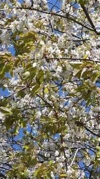 Wild cherry trees flowering | Prunus avium in the Alps