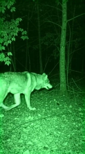 A Massive Wolf Walks Into Frame… And Doesn’t Rush 😳🐺 | Day 22