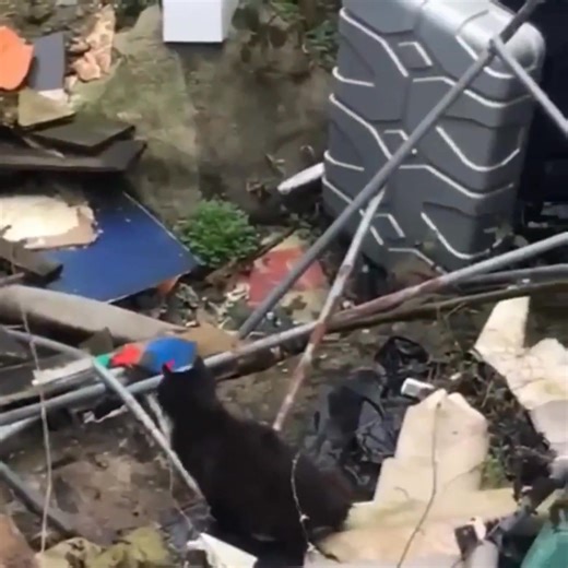 8.1K views · 235 reactions | A rescue operation in progress after two cats were discovered living here alone! One cat has been brought into safety by the amazing team, and she is doing well besides being in desperate need of care for her long beautiful fur. Trapping efforts continue to try to rescue the other cat. We hope to have both of them safe and headed for a better life soon!爛 Becky  | New Start Cat Rescue Charity | Facebook