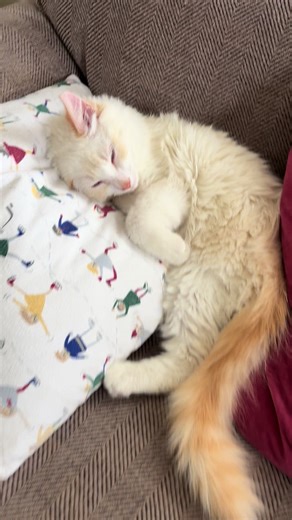 A Cozy Snowy Day with Teddy Bear and Friends