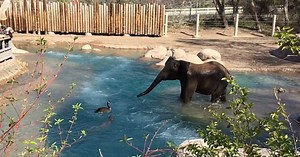 The unusual fight between the elephant and the angry goose (Video)