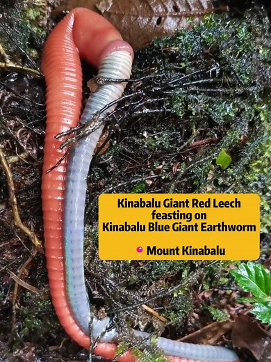 Happening right NOW! Kinabalu Giant Red Leeches on Feast... Eating The Blue Giant Earthworm...😱😱 Both are endemic to Mount Kinabalu! A video captured by one of our mountain guides, Hairie! This phenomenon is often observable during heavy rainfall. Have you ever seen this? Comment down below 🤩 #kinabalu #mountkinabalu #giantleech #giantearthworm #endemic #trail #mountkinabalusabah #mountk #fyp #kundasang #summit #mountkinabalusummit #climbingpackage