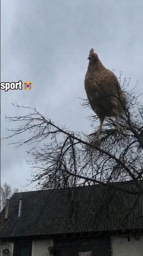Chicken Screaming: Ranking the Funniest Chicken Scream on the Tree 😭 #reelsi̇n #virałpost #memevideo