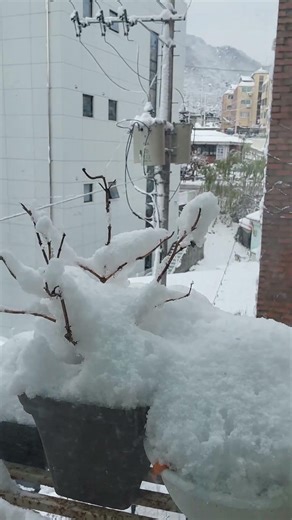 지난겨울 팥빙수얼음같은 눈과 고앵이
