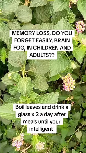 Effectiveness of Lantana for Memory Loss and Brain Fog