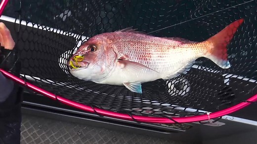 33K views · 148 reactions | Visit Mo Tackle to see the range of Catch...