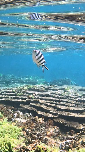 Scissortail sergeant - Norfolk Island's reef | Norfolk ISLAND TIME