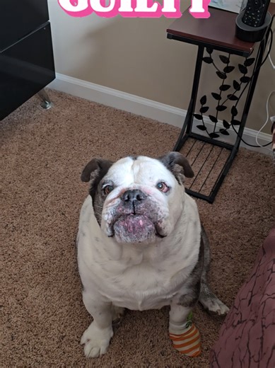 #guilty #caught #bulldog #bulldogsoftiktok #bulldogs