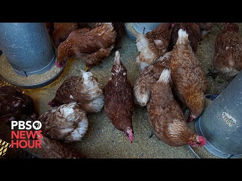 Avian flu strain raises concerns after outbreaks among mammals