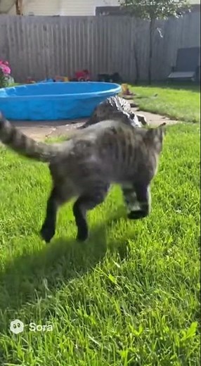🐈💥 Cat slaps crocodile — and it runs away instantly! 😂🐊