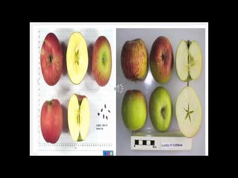 Agri Art 18 Artistic Apple Breeding