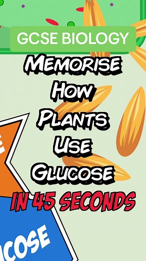 Understanding Photosynthesis: How Plants Use Glucose