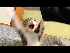 実家を出た次男がサプライズで帰ってきて大喜びする実家猫！！