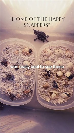Alligator snapper hatchlings stretching their legs for the first time! 🥹💚 #alligatorsnappingturtle