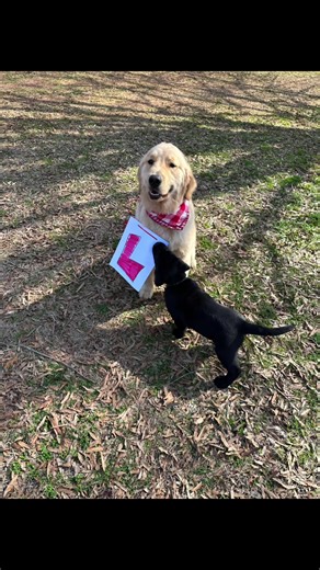 #valentinesday #oops #goldenretriever #labrador