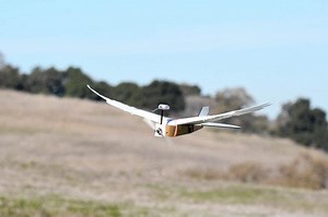 ‘PigeonBot’ could help scientists develop drones that mimic birds