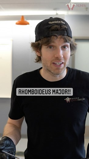 Institute of Human Anatomy on Instagram: "RHOMBOIDEUS MAJOR (often just called rhomboid major) is a muscle located on the posterior aspect of the thorax. It is deep to the trapezius muscles and attaches from the spinous process of T2-T5 to the medial margin of the scapula. This muscle functions to adduct or retract the scapula (“pinching” the shoulder blades together) as well as assists with downward rotation of the scapula. . . #instituteofhumananatomy #anatomy #anatomylab #anatomyclass #cadave
