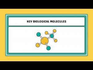 Key Biomolecules | Structure and their Function | Class 11 Biology #neet