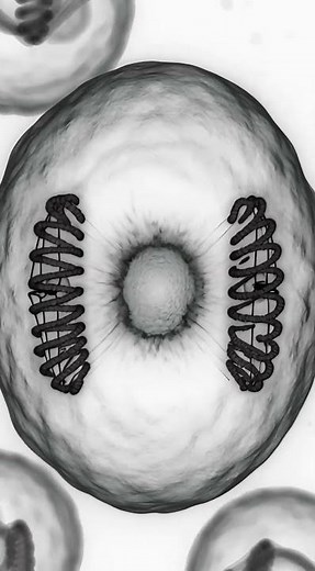 Cell Division in Action | Mitosis Under the Microscope