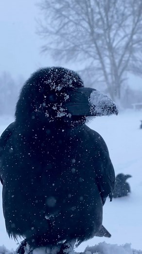 The snowy crows are back! 🐦‍⬛❄️ Looks like winter just isn’t ready to say goodbye! #rakasuthecrow #crow #crows #crowsofinstagram #crowlovers #lovecrow #corvid #corvids #peacefulmind #カラス #crowslife #junglecrow #ravensandcrows #crowpics #crowvideo #crowfriends #cutecrow | Rakasu the Crow