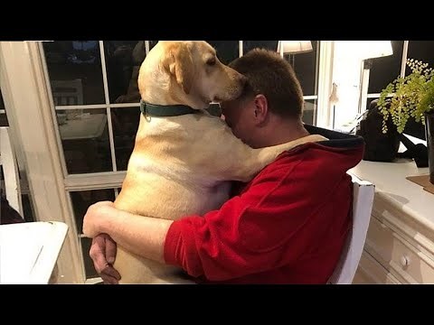 Does anyone else have a dog like this 😁 Cute Dog And Human Moments