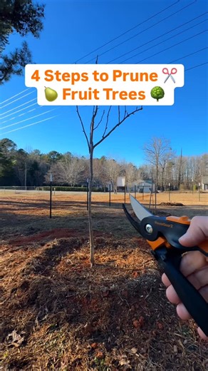 Josh Gardens on Instagram: "Comment PRUNE for a free fruit tree pruning quick start guide 🍐✂️👇 Want to learn more? Let’s prune this pear tree together 🌳 Four simple steps for better structure and more fruit 🍐 Remove vertical and inward growth 🚫 Choose strong 45 degree angles 💪 Cut back competing leaders and thin crowded scaffolds 🌞 #fruittrees #treepruning #gardentips #backyardorchard #homesteadlife"