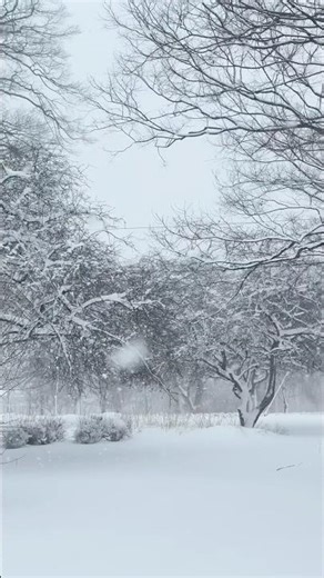 ❄️ Soothing Snowfall ❄️ #relaxingsnow #anxietyrelief #calming #zen #zenmusic