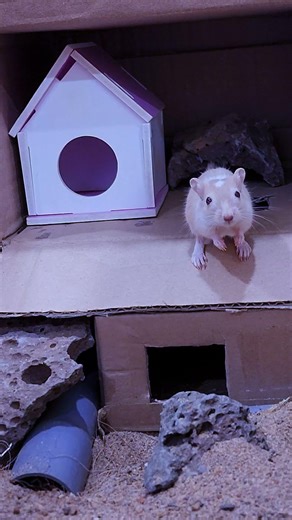 Cat TV Mice 🐭 | Mouse Sounds & Movements for Cats – Quinn Cat TV