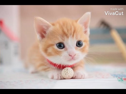可爱猫猫图片合集
