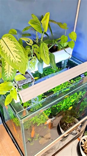 Oh! It’s an amazing tank. #amazingtank #beautifulaquarium #aquariumdecor #aquariumsetup #aquariumlife #aquascaping #aquascape #aquascapedesign #aquariumplants #plantedtank #fishlover #aquariumfish #natureaquarium #underwatertank #fishkeeping #aquariumlove #aquariumhobby #fishtanksetup #tankdesign #aqualife #fishcommunity #freshwatertank #plantedaquarium #aquariumphotography #aquariumideas #aquariumvibes #aqualovers #fishoftheday #greenlifeinglass #aquariumart | Insider Fish