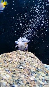 A newly hatched baby crab is called a zoea (plural: zoeae). These microscopic, plankton-like larvae drift in the ocean, later molting into a megalopa stage—which looks like a miniature, swimming crab—before settling on the seafloor as a juvenile. #amazinganimals #aquarium #crab | Hendrix backyard TV
