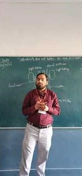 Subject:Biology (Human kidney),Class 11th